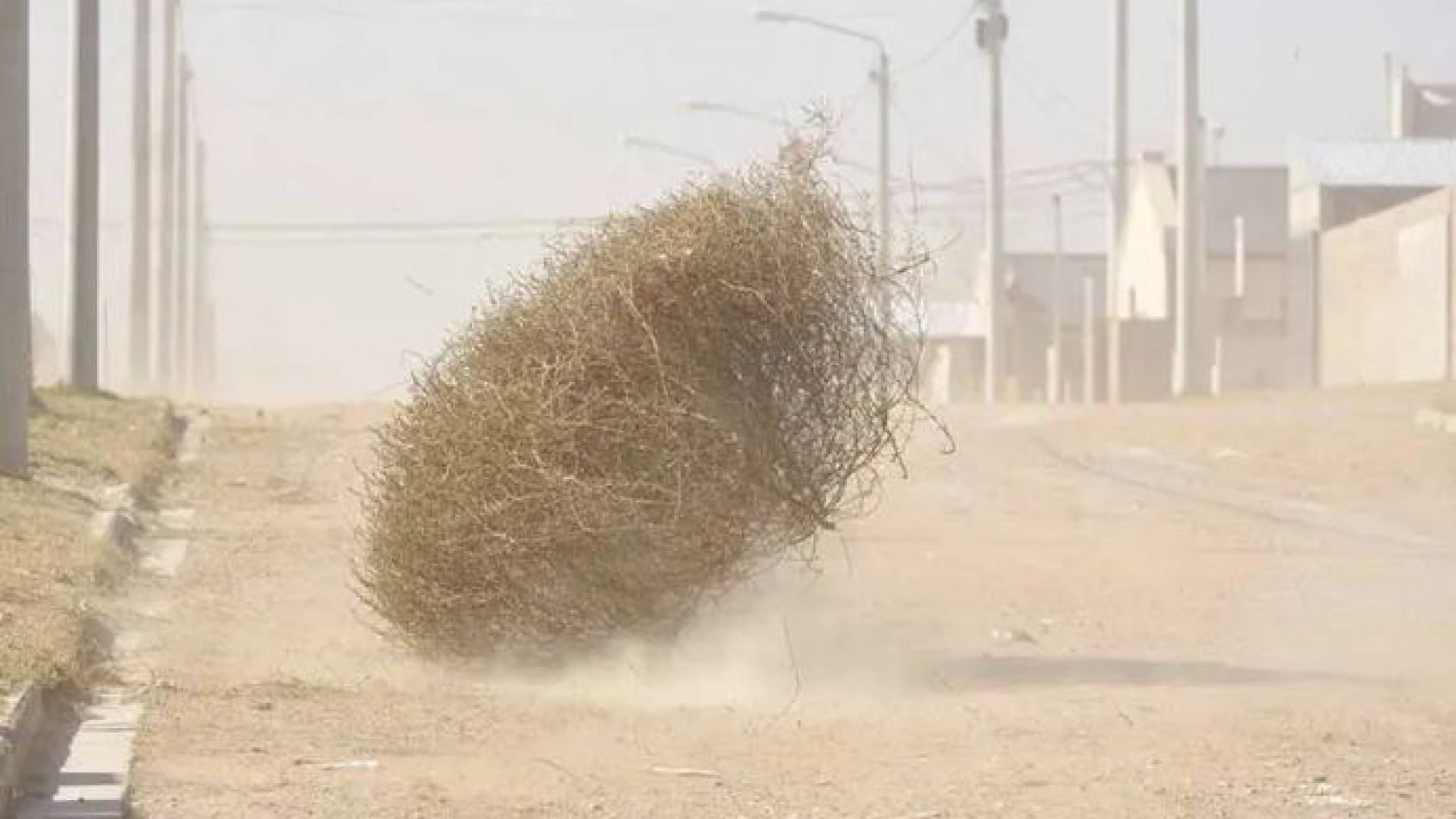 El cardo ruso: La planta que fue una estrella de cine